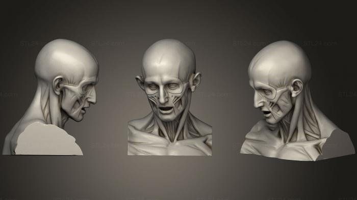 Анатомия скелеты и черепа (Корч Кабеса Гудон, ANTM_0354) 3D модель для ЧПУ станка